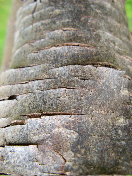 树皮的背景纹理 天然树皮背景 皮肤的特写树皮 有开裂的痕迹 — 图库照片