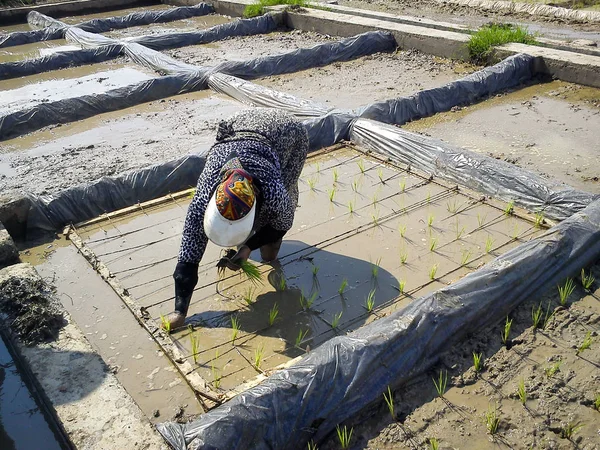 Work woman rice field muslim. A Muslim woman worker works on the rice farm with hijab in Iran, gilan. The work of women in the rice field in spring. A worker plants new rice sprouts through the wet paddy field.