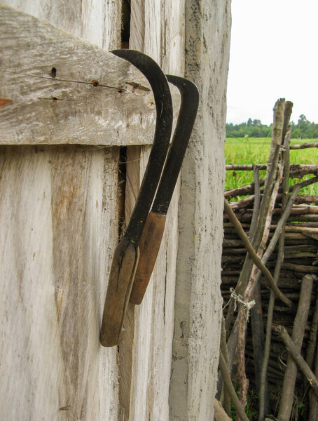 Два серпа на деревянном фоне после использования для сбора зерновых культур. Крупный план. Традиционный ручной сельскохозяйственный инструмент. Оборудование для сбора зерна в Иране
.