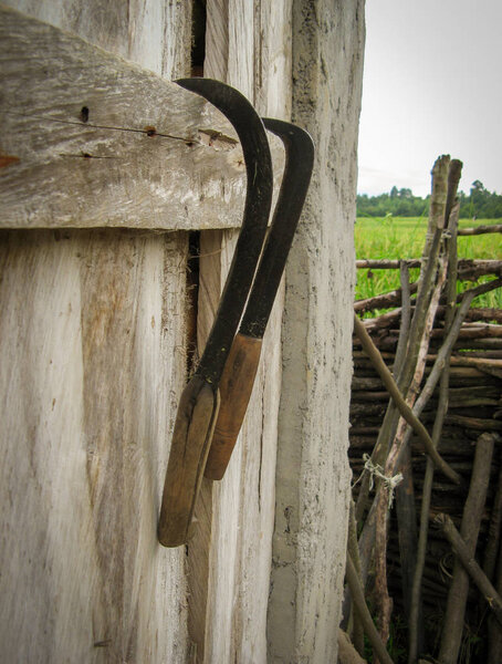 Два серпа на деревянном фоне после использования для сбора зерновых культур. Крупный план. Традиционный ручной сельскохозяйственный инструмент. Оборудование для сбора зерна в Иране
.