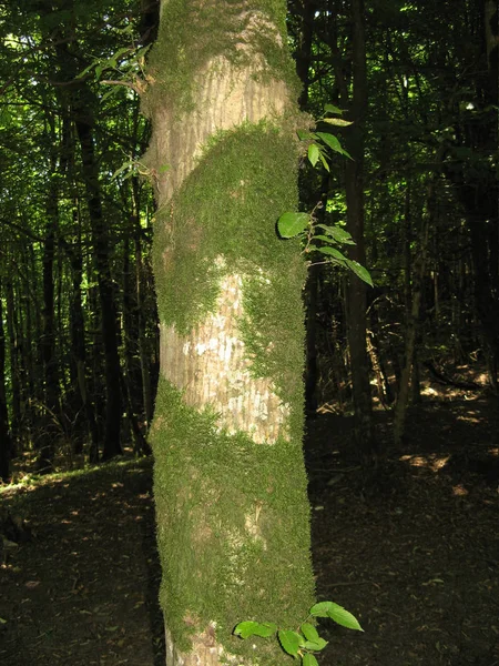 Gros Plan Tronc Arbre Avec Mousse Verte Sur Fond Arbre — Photo