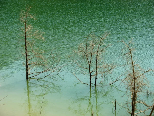 Мертвые Сухие Деревья Озере Сухие Ветви Деревьев Над Поверхностной Водой — стоковое фото