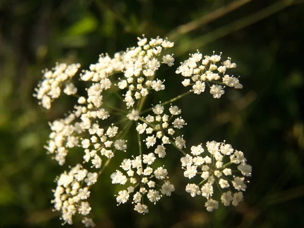 Вода Болиголов Conium Maculatum Полевой Цветок Крупный План Воды Болиголов — стоковое фото