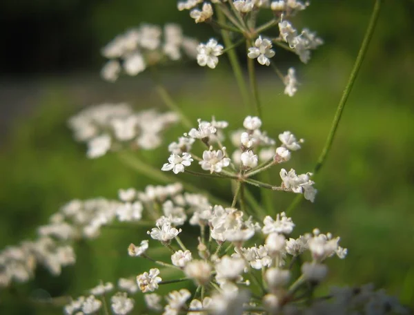 白色野生西库塔维罗萨花在绿色背景 铁杉枝与小白花 致命植物的特写 — 图库照片