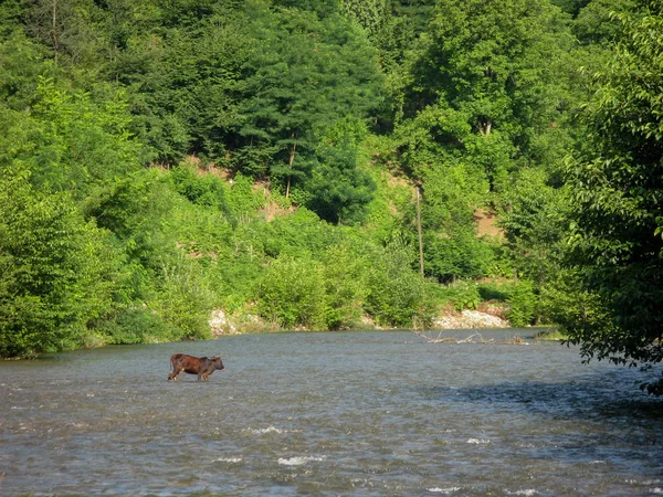 Vacas Que Cruzan Campo Del Río Vacas Que Cruzan Río — Foto de Stock