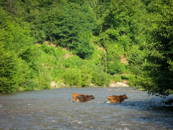 Las Vacas Vadean Flujo Agua Del Río Día Verano Vacas — Foto de Stock