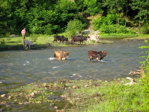 Vacas Que Cruzan Campo Del Río Vacas Que Cruzan Río — Foto de Stock