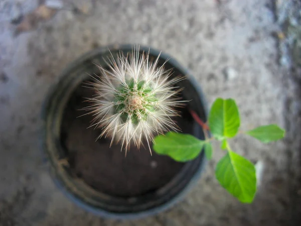 Primer Plano Cactus Maceta Cultiva Otra Planta Junto Flor Cactus — Foto de Stock
