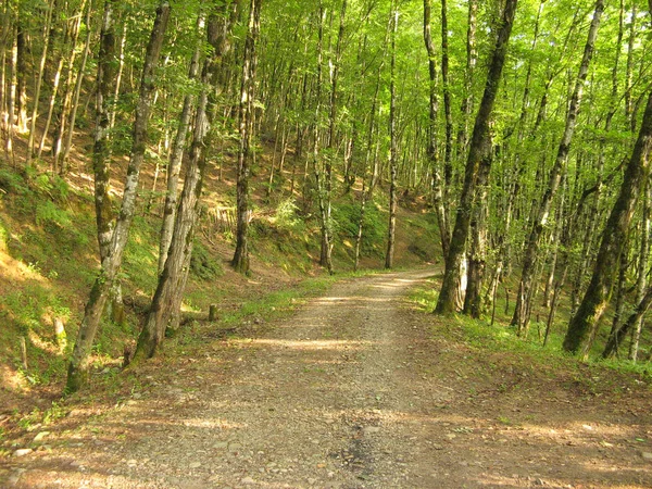 Грязная Дорога Лесу Пересекая Грунтовую Дорогу Через Лес — стоковое фото