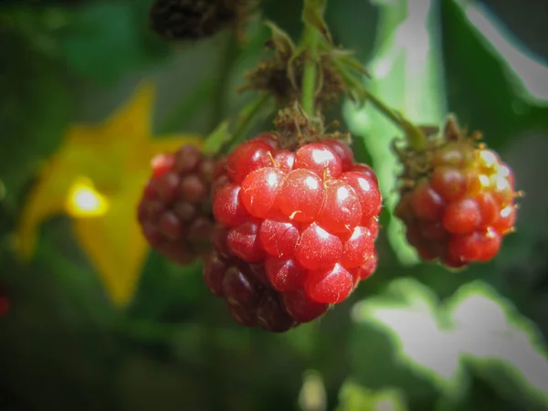 Wild Organic Unripe Blackberries Unripe Blackberries Grows Bush Summer Closeup — Stock Photo, Image