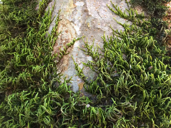 Закрийте Мосса Стовбурі Дерева Зелений Мох Дереві — стокове фото