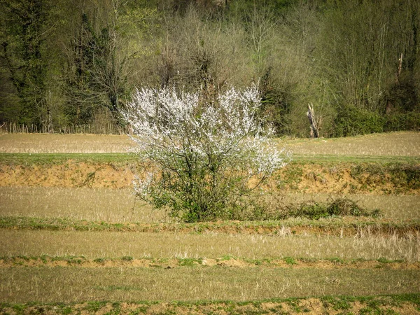 Paisaje Rural Primavera Con Ciruelo Persa Flor Comienzo Aparición Árboles — Foto de Stock
