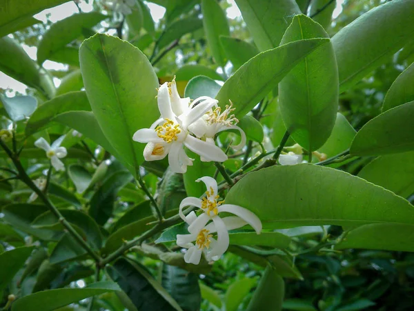 木の緑の葉の間にオレンジ色の花を咲かせます 緑色の背景をした柑橘類の花閉じろ — ストック写真