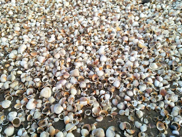 Conchiglie Mare Seashells Origini Dell Inferno Marino Molte Conchiglie Marine — Foto Stock