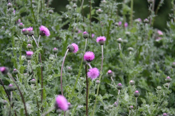 Cirsium Vulgare Also Known Spear Thistle Bull Thistle Common Thistle — Stock Photo, Image