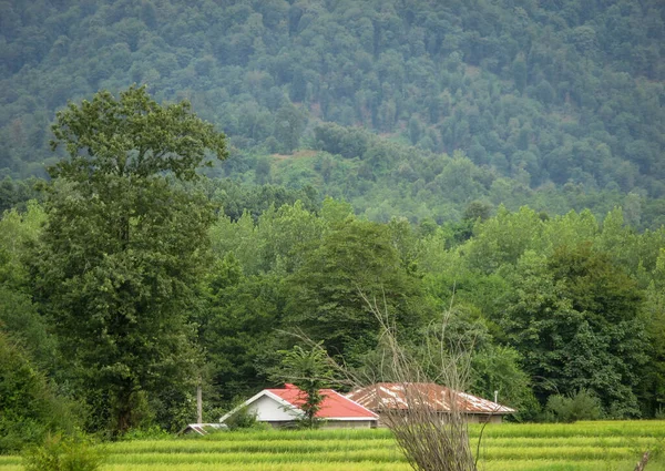 绿林背景稻田绿天稻田风景秀丽 具有森林树木背景的稻田旁边的农村房屋 — 图库照片