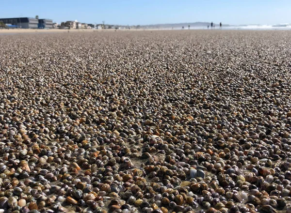 Guscio Marino Seashell Sulla Costa Del Pacifico San Diego California — Foto Stock