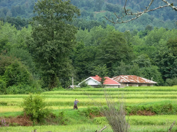 Piękny Krajobraz Zielonego Pola Ryżu Zielonym Tle Lasu Domy Wiejskie — Zdjęcie stockowe