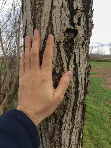 Toucher Main Tronc Arbre Garder Contact Avec Nature Main Humaine — Photo