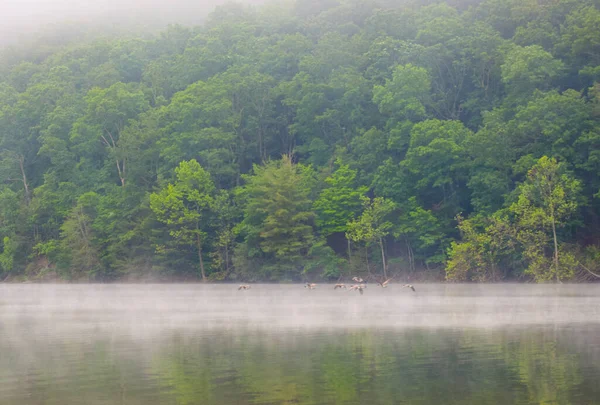 Morning lake landscape in fog. Nature lake landscape reflection fog. Ducks on lake water in fog.