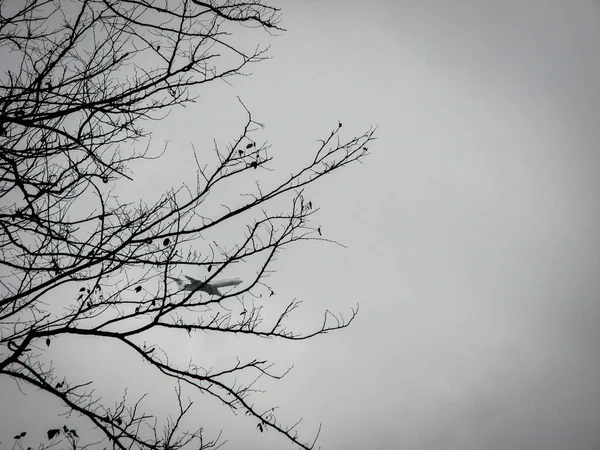 Blick Auf Ein Flugzeug Durch Äste Flugzeug Fliegt Über Herbstbaum — Stockfoto