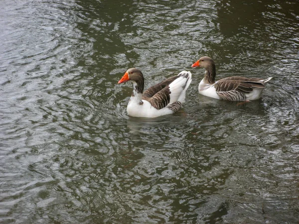 Gansos Cinzentos Nadar Água Dois Gansos Domésticos Natação Lagoa — Fotografia de Stock