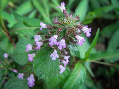 İlkbaharda çayırda her şeyi iyileştirir (Prunella vulgaris). Kendi kendini iyileştirmenin (her şeyi iyileştirmenin) üzerine bak. Kapat..