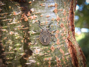 Kokuşmuş böcekler yazın ağaç gövdesinde.