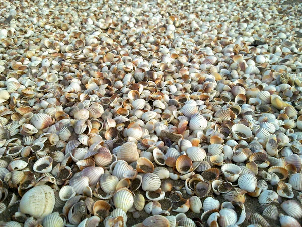 Gros Plan Beau Fond Nature Coquille Mer Modèle Sur Une — Photo