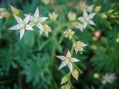 Dağdaki Edelweiss çiçeklerine yakın plan bulanık bir arkaplanda.
