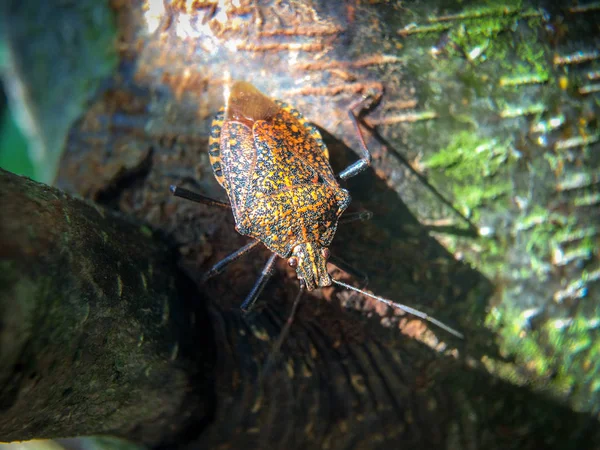 Avvicinamento Dei Parassiti Sul Tronco Albero Estate — Foto Stock