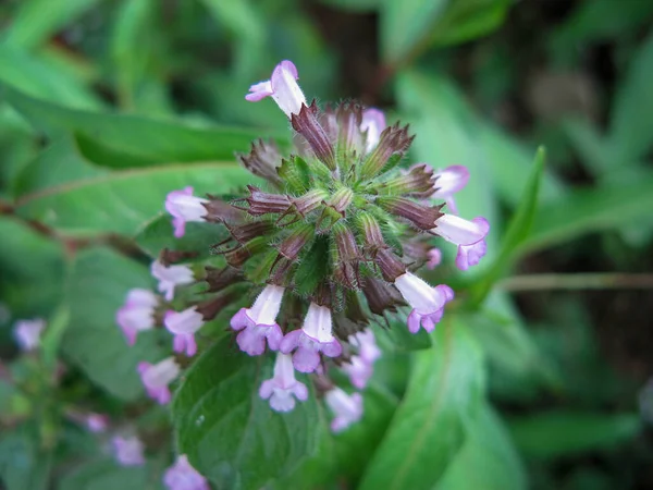 Self Heal Heal All Prunella Vulgaris Vista Sopra Fiori Selvatici — Foto Stock