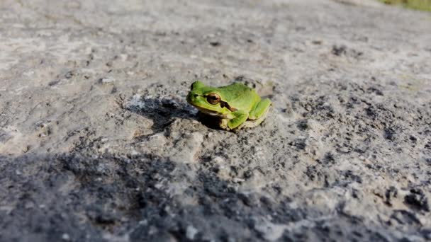 Rana Arborícola Asiática Verde Sentada Tierra Una Sola Rana Verde — Vídeo de stock