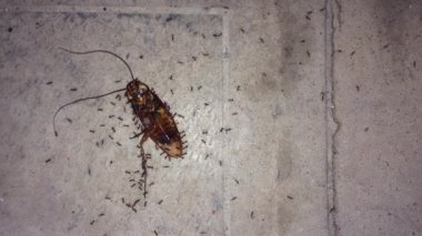 Karıncalar ölü bir hamamböceği taşır. Karıncalar, bir hamamböceğini takım çalışmasıyla eve götürür.