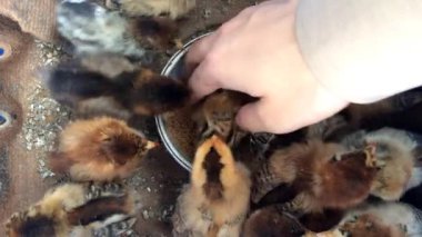 Çiftlikteki bir grup kahverengi piliç. Kızlara dokunmak ve onları beslemek.