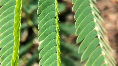 Rüzgarda gleditsia yaprağını salla. Yazın Gleditsia Triacanthos. Fabaceae ailesi. Akasya.