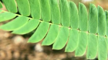 Yeşil gleditsia mavi gökyüzünü terk eder. Mavi gökyüzü arka planına sahip Gleditsia ağaç dalı. Gleditsia Triacanthos. Fabaceae ailesi. Akasya.