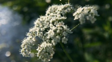 Yeşil arka planda beyaz vahşi Cicuta virosa çiçek. Yaz aylarında küçük beyaz çiçekler ile Hemlock şube. Ölümcül bitki closeup.