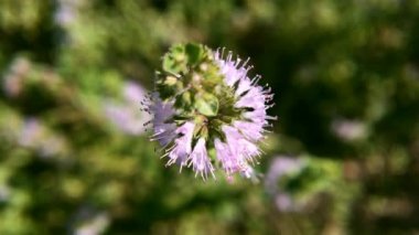 Mentha pulegium Pennyroyal dağ nane. Bulanık bir arka plan üzerinde tıbbi bitki yakın çekim. Üst te. Vahşi büyüyor. Yeşil arka plan