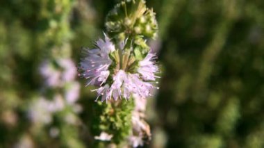Pennyroyal Mentha pulegium nane şekeri. Bulanık bir arka planda tıbbi tesisin kapanışı. Güneşli bir yaz gününde çayırda yabani bitkiler yetişir. Yeşil arkaplan.