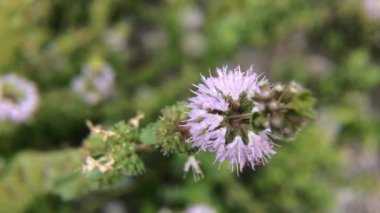 Pennyroyal Mentha pulegium dağ nane. Bulanık bir arka plan üzerinde tıbbi bitki yakın çekim. Üst te. Vahşi bitki güneşli bir yaz gününde bir çayırda yetişir.