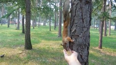 Sincaplar, fıstıklı bisküviler. Chelyabinsk, Rusya 'daki Yuri Gagarin parkındaydım ve Sincapları beslemeye çalışıyordum. Çok tatlı ve komikti..