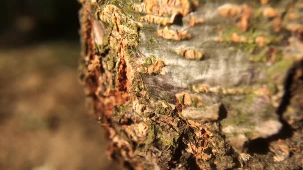 Schnell Bewegende Ameisen Baum Das Leben Schwarzer Ameisen Ameisen Laufen — Stockvideo