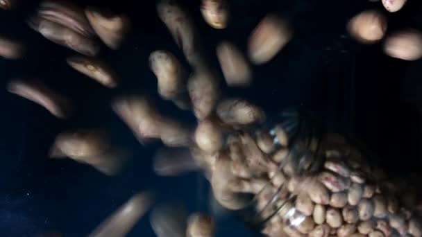 ガラスの下に豆の種の記録を置く — ストック動画