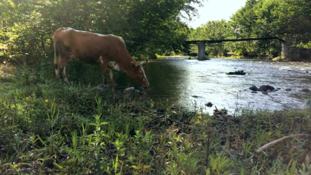 喉の渇き牛は水の川を飲む 森の中の川の近くの牛の近くに山の川からの渇き若い黒と白の牛の飲料水 — ストック動画