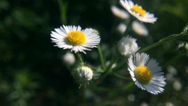 Fiori Margherita Selvatici Con Sfondo Sfocato Romantico Fiore Margherita Bianca — Video Stock