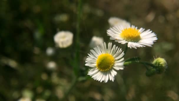 Bílý Květináč Kvetoucí Létě Nádherná Přírodní Scéna Heřmánkové Květy Pole — Stock video