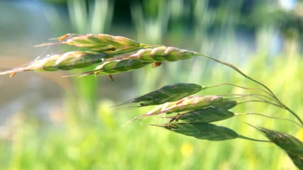 Gros Plan Plantes Sauvages Dans Vent Une Mauvaise Herbe Bord — Video