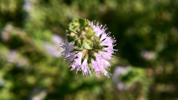 Mentha Pulegium Pennyroyal Mountain Mint Крупный План Лекарственного Растения Размытом — стоковое видео