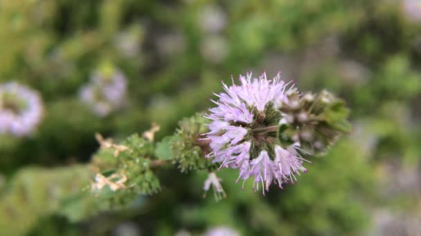 Pennyroyal Mentha Pulegium Góry Mięty Zbliżenie Roślin Leczniczych Niewyraźne Tło — Wideo stockowe